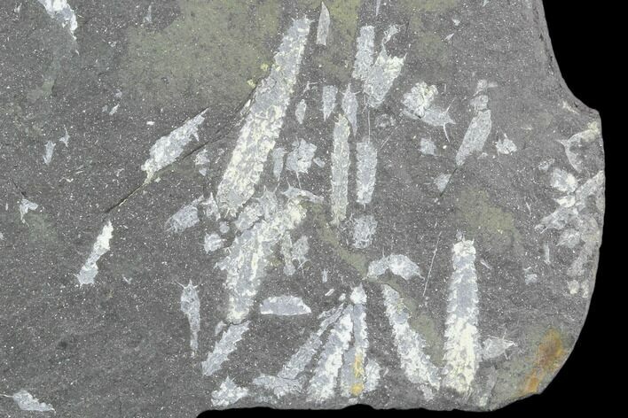Fossil Graptolite Cluster (Didymograptus) - Great Britain #103407